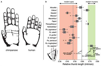 The Role of Morphology of the Thumb in Anthropomorphic Grasping: A Review